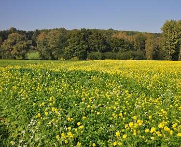 ARDENNEN ARDENNEN