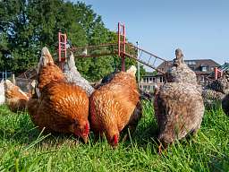 Hühner im Jagdhaus Eiden