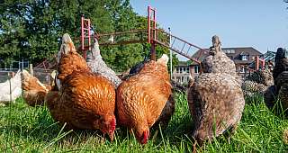 Hühner im Jagdhaus Eiden