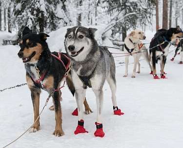 Vier Schneehunde stehen im Schneeurlaub angeleint an einen Schlitten im Schnee Vier Schneehunde stehen im Schneeurlaub angeleint an einen Schlitten im Schnee