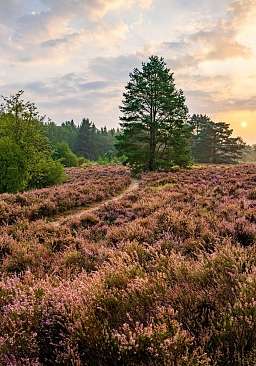 Natur des Bodensees von Meersburg, einer Stadt in Baden-Württemberg in Deutschland am Bodensee.