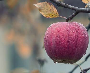 Apfel Apfel