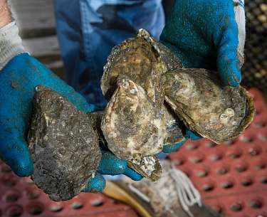 Oysters Oysters