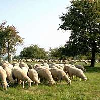 Bliesgau Lammwochen