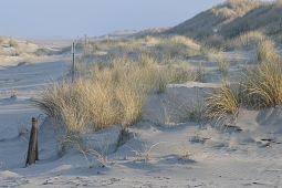 Dune winter RH Achterdiek