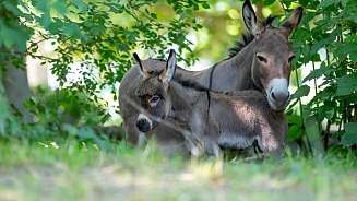 Donkey Donkey
