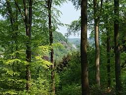 $PageTeaserImageTitle Aussicht im Nationalpark Hoge Kampen zwischen Bäumen