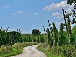 Bier Fahrradroute Blick auf Hopfen und einen kleinen Weg