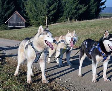 Husky in summer Husky in summer