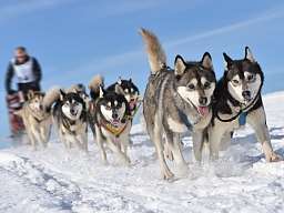 Husky Wintertour Husky Wintertour
