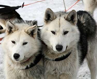 Huskys Huskys