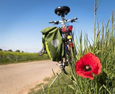 Red poppy in the foreground next to a bicycle on a farm track.