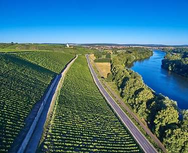 Ratsherr VIII Blick über die Weinberge auf den Main und Volkach bei Sonnenschein