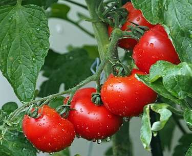 Tomaten Tomaten