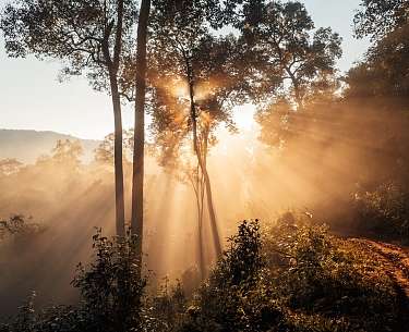 Forest Forest