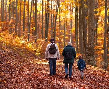 Forest walk Forest walk
