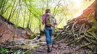 Waldspaziergang Waldspaziergang