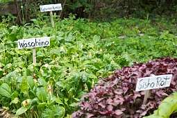 Asian herbs Asian herbs