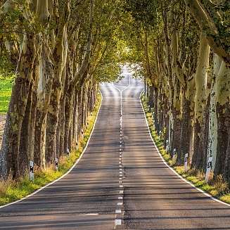 Blick auf eine Allee mit herbstlichen Bäumen