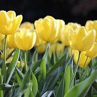 flowers g658afebd3 1920 flowers g658afebd3 1920