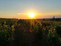 $PageTeaserImageTitle Blick auf Weinreben im Sonnenuntergang Italiens