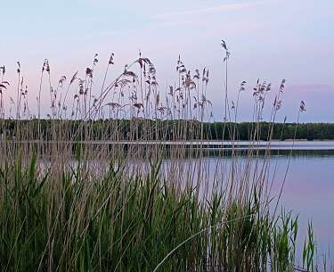 Mecklenburgische Seenplatte Blick auf einen See mit Schilf in der Abenddämmerung