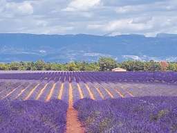 Lavendelfelder in der Provence