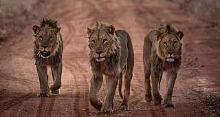 Lions, Etosha, Namibia. ©Mikkel Beiter