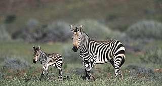 Mountain zebra with foal, Namibia