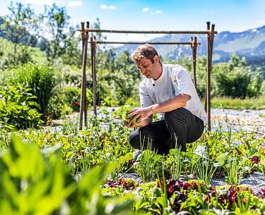 Der Chefkoch erntet den Salat im hoteleigenen Garten Der Chefkoch erntet den Salat im hoteleigenen Garten