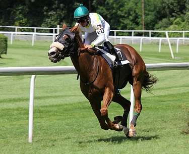 Horse Horse