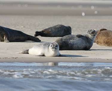 Seal bank Seal bank