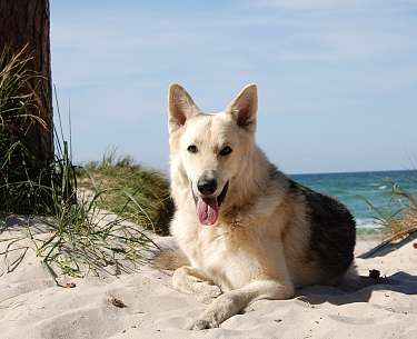 Hund am Strand Hund am Strand