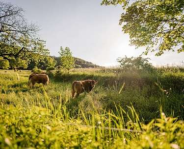 green meadow with cattle green meadow with cattle