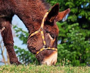 donkey gfcb97ce84 1280 donkey gfcb97ce84 1280