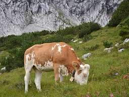 Kuh im Allgäu Kuh im Allgäu