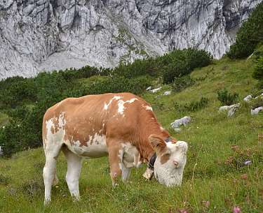 Allgäu Kuh Allgäu Kuh