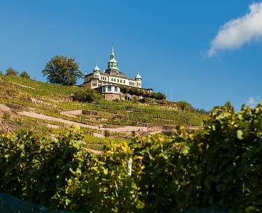 Vineyards near Radebeul Vineyards near Radebeul