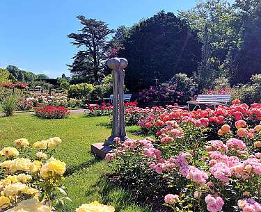 Rose garden in Zweibrücken