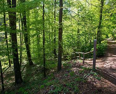 Wandern Fasanerie
