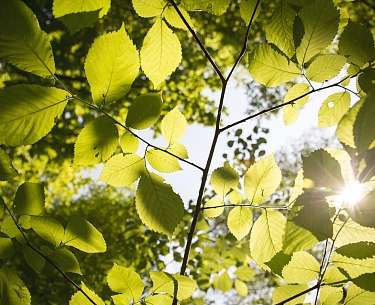 Waldbaden Sonne scheint durch das Blätterdach