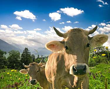 Doris Oberfrank-List Adobe Stock Kuh auf einer Wiese im Allgäu