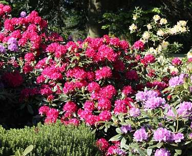 Rhododendron Blüte im Ammerland Rhododendron Blüte im Ammerland