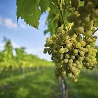 Weintrauben