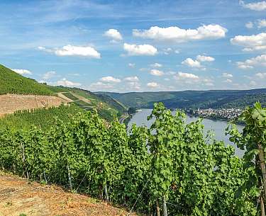 Weinwandern