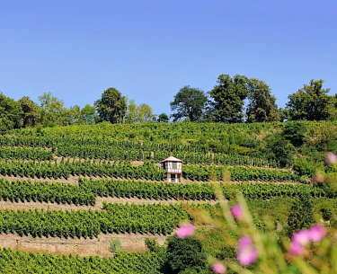 Weingut Disibodenberg Weingut Disibodenberg