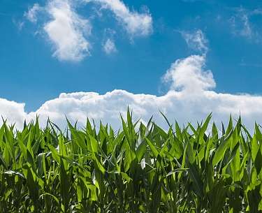 Maisfeld Blick auf ein grünes Maisfeld mit blauem Himmel und Wolken im Hintergrund