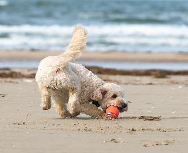Hundestrand Hundestrand