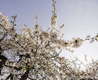 Weiße Blüten an einem Baum vor hellem Himmel.