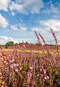 Lüneburger Heide